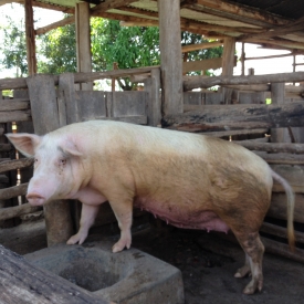 A resident of a small Ugandan pig farm.