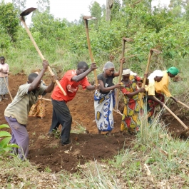 VHW agricultural cooperative members prepare the earth for planting.