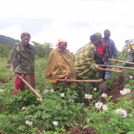 VHW agricultural cooperative members at work in their gardens.