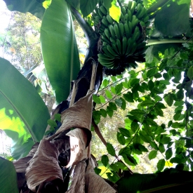 The Centre also grows bananas.