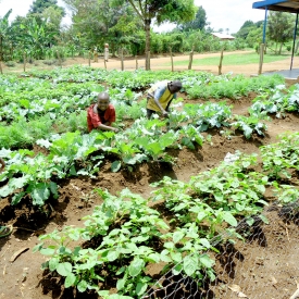 Hard work begins to bear fruit.