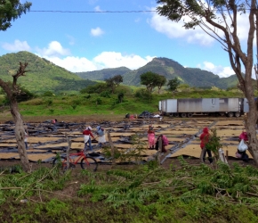 Workers at a coffee plantation in north central Nicaragua.