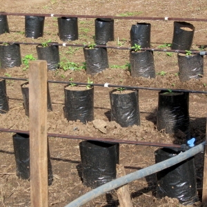 Drip irrigation demonstration area at SHI's Training Center.
