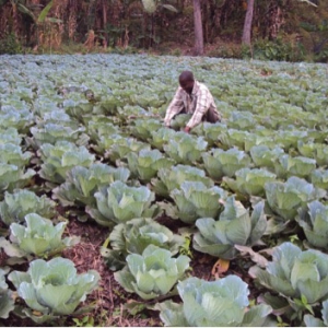 A DIG-initiated garden.