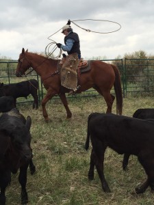 Burgum Cattle