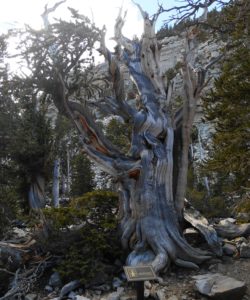 bristlecone4