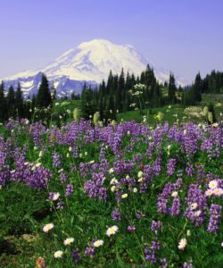 mountrainier1