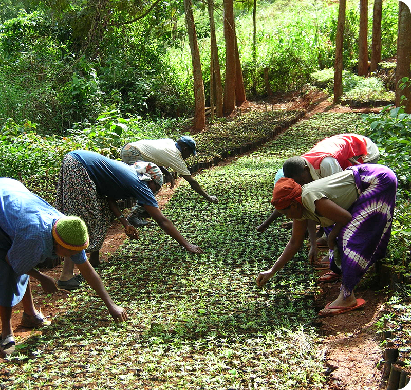 Home 1 Gardening Image